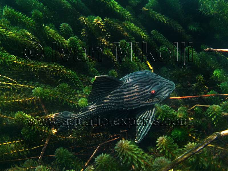 royal pleco